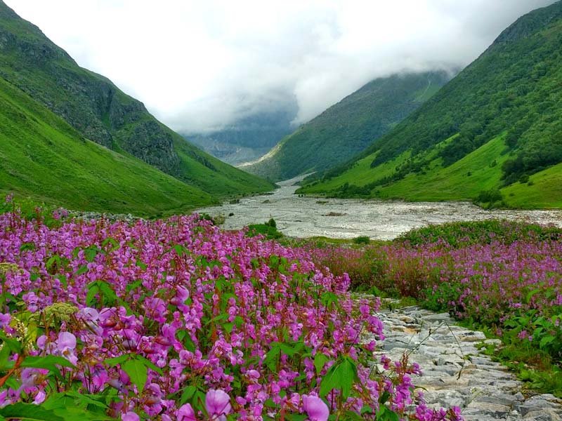 Valley of Flowers Trek 