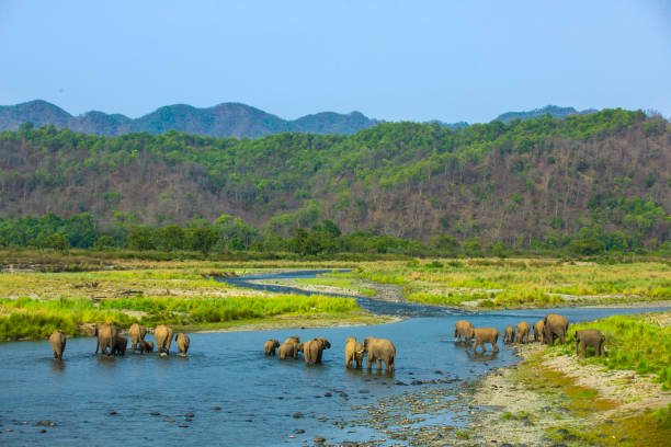 Jim Corbett National Park 