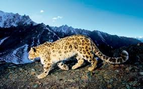 Snow Leopard and High-Altitude Wildlife 
