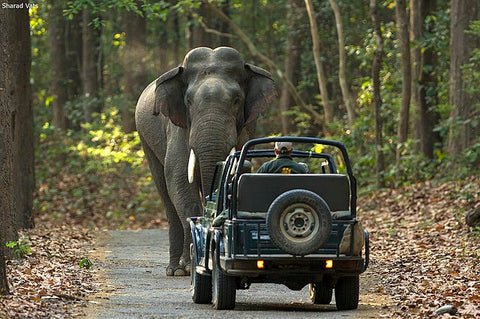 Responsible Wildlife Tourism in Uttarakhand 