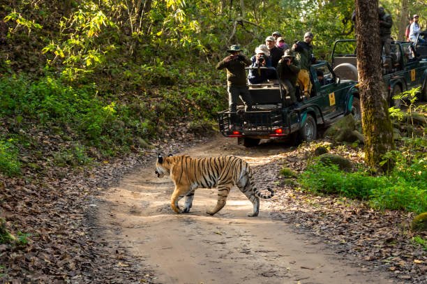 Corbett Dhikala Safari Special