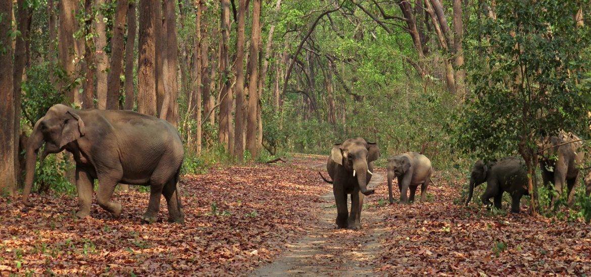 Corbett Jungle Weekend