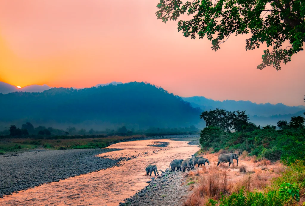 Corbett Durga Devi Birding