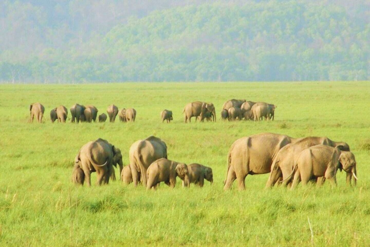 Rajaji & Haridwar Wildlife