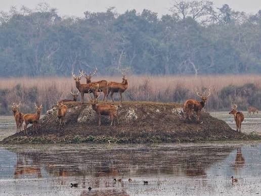 Jhilmil Jheel Swamp Deer Safari