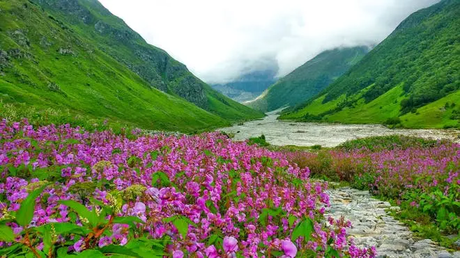 Valley of Flowers Biodiversity Trek