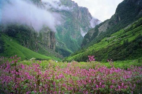 Nanda Devi Biosphere Wildlife